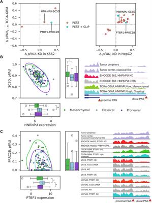 Leveraging multi-omics data to infer regulators of mRNA 3’ end processing in glioblastoma